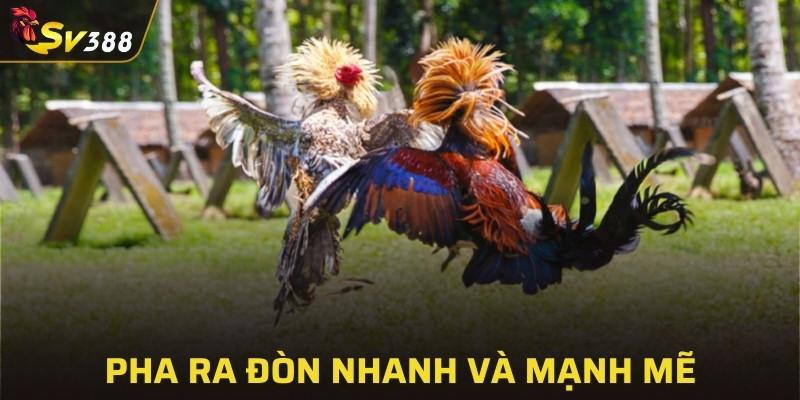 Chứng kiến những pha ra đòn chớp nhoáng