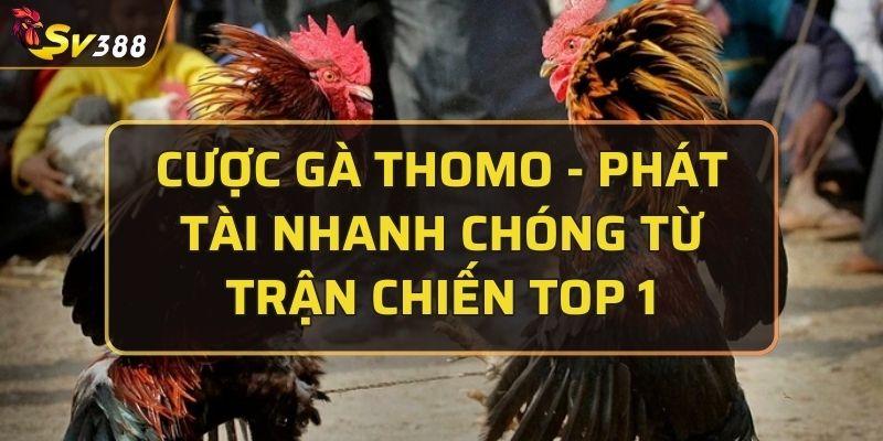 Cược gà thomo