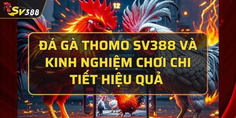 Đá gà Thomo SV388